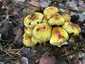 Rozsdasárga tőkegomba (Pholiota adiposa), Őrség